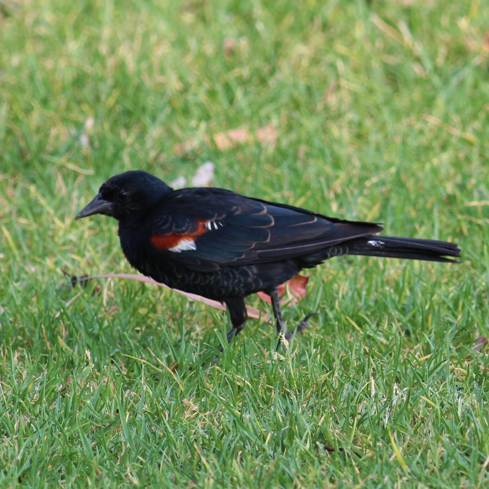 Tricolored Blackbird | Department Of Biology | CSUSB